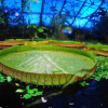 Tropisk nattbad i Botanisk hage