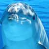Dokumentar: Delfiner og hval