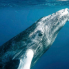 10 ting du ikke visste om hval