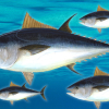 Formel 1-fisken makrellstørje