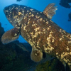 Kvastfinnefisken – et levende fossil