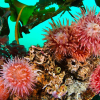 Saltstraumen – Livet under vann