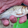 Fjerner gullfisk i svensk natur