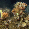 Norske korallrev er beskyttet