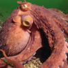 Smart blekksprut stjeler krabber