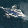 Hvorfor vi bør drive med hvalfangst