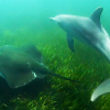 Delfiner utnytter pilskater for å jakte