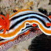 Nakensnegler: Havets sommerfugler