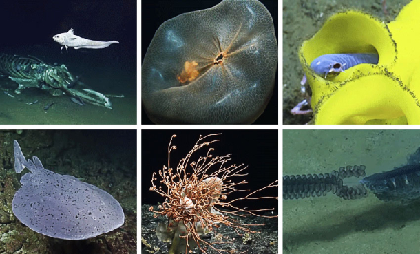 Fascinerende dyphavsdyr