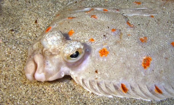 Nå er rødspetta fredet her
