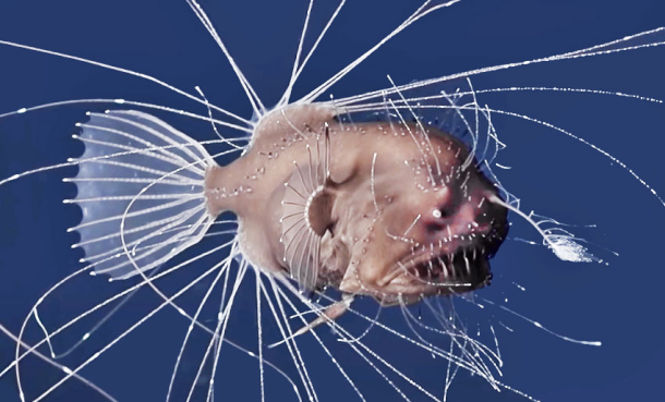 Unik reproduksjon hos dyphavsmarulk