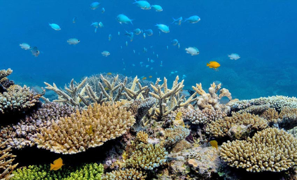 Our Planet: Se episode 4 her