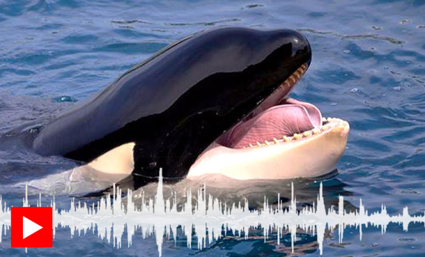 Spekkhoggere arver morens språk