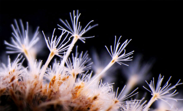 Kartlegger havets gåtefulle polypper