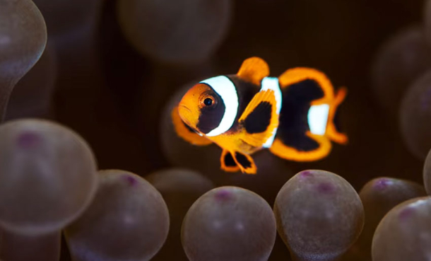 37 blinkskudd fra Lembeh Strait