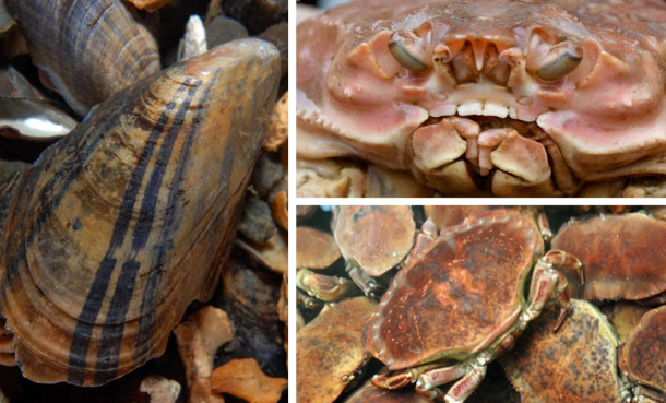 Har kartlagt viktig vitamin