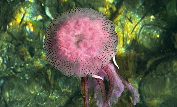 Her kan du se lysmanet