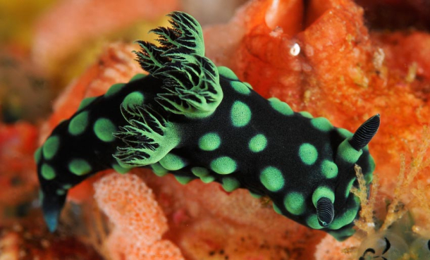 Nakensnegler er fantastiske dyr