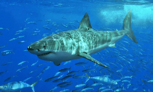 Hvorfor har ikke akvarier hvithai?