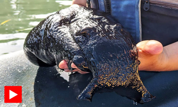 Se video: Sjøhare på 14 kilo!