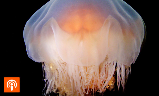 Manetslim som fanger mikroplast