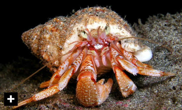 Eremittkreps: Havets flittigste innbyggere