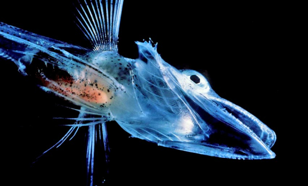 Middag fra 1.000 meters dyp