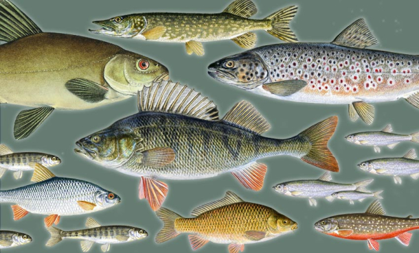 Dette er våre ferskvannsfisk
