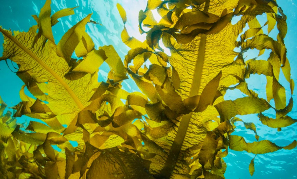 Vi feirer Seaweed Day