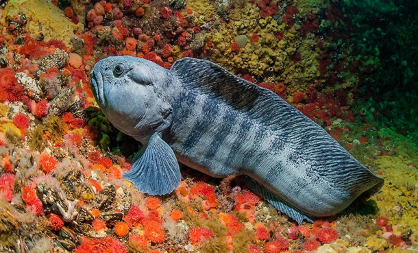 Steinbit skal redde tareskogen