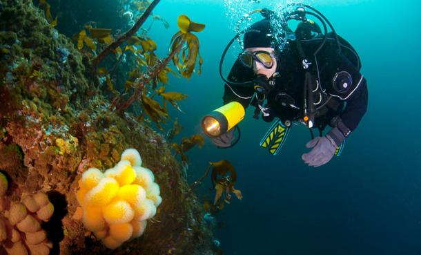 Ta dykkekurs på én uke hos Nemo