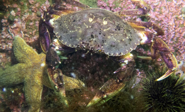 Denne kan dukke opp i år