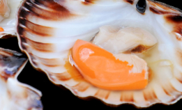 Kamskjellene er på sitt beste