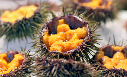 Kråkeboller er en delikatesse