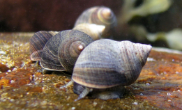 Strandsnegler kan bli big business