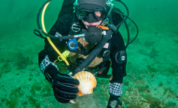 Overvåker kamskjell på Vestlandet