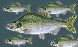 Kan man spise pukkellaks?