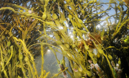 Grisetang er både godt og viktig