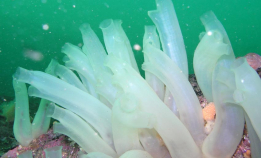 Lager kjøttdeig av sjøpunger