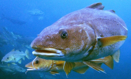 Torskesæd kan bli kosmetikk