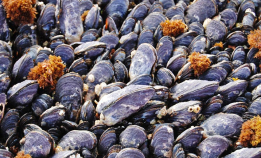 Husk å sjekke blåskjellvarselet