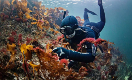 Se gratis: Bli med på fjæresafari i kveld