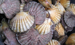 Ulovlig salg bekymrer myndighetene