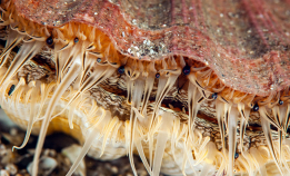 Kamskjell: Fortsatt fare for PSP