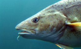 Vi feirer persetorskens dag