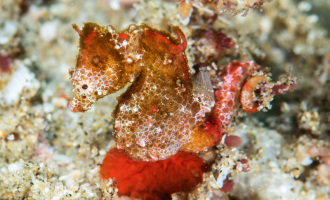 Bare én finnes i Afrika