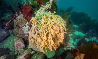 Klarte ikke å knekke havnespy