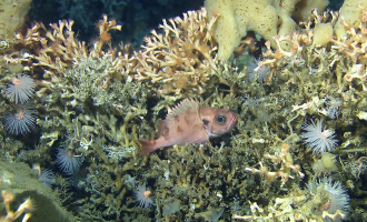 Fant koraller i Geirangerfjorden