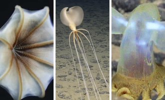 Utrolige blekkspruter i dyphavet