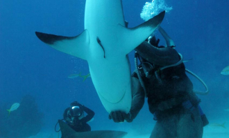 Hvorfor blir de helt rolige?